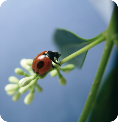 Adalia bipunctata