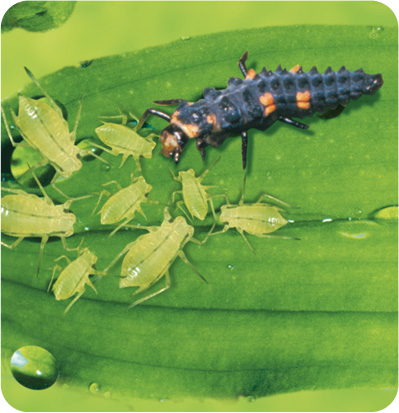 Adalia bipunctata (larvae)